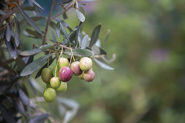 ramo con olive